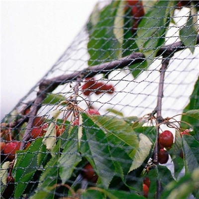 Сетка от птиц для защиты ягод и овощей, Акция!