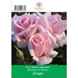Роза Дезире чайно-гибридная ТУБА (БТ)