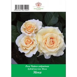 Роза Мока чайно-гибридная ТУБА (БТ)