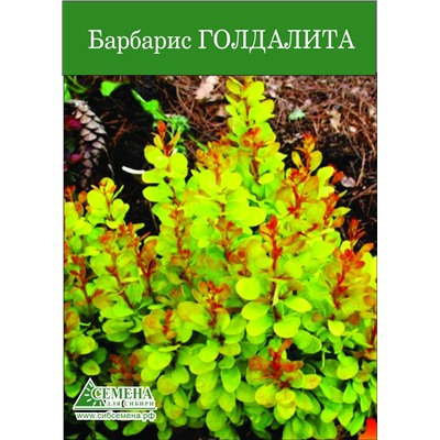 Барбарис Тунберга Голдалита Р9 СдС