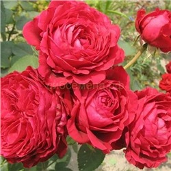 Роза флорибунда Роза 4х ветров (Роз де Катро Вант) ПОИСК