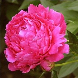 Пион травянистый Анима розовый с белыми всполохами 1шт