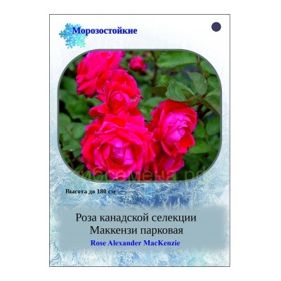 Роза канадская Маккензи парковая СдС купить, отзывы, фото, доставка - SpAngarsk
