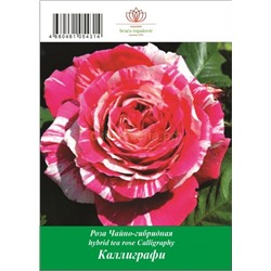 Роза Каллиграфи чайно-гибридная ТУБА (БТ)