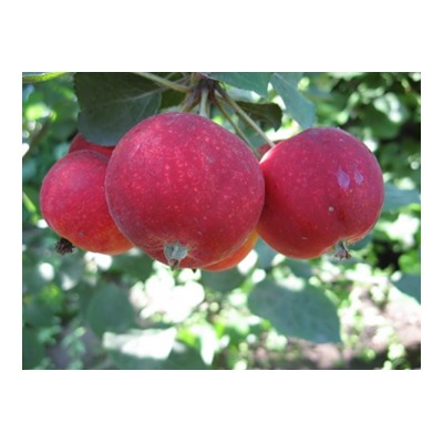 Яблоня Алтайское багряное (Код: 77459)