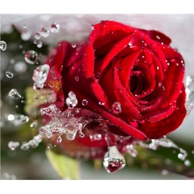 Роза с каплями дождя
