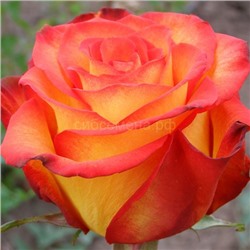 Роза Циркус чайно-гибридная (Х)