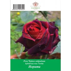 Роза Норита чайно-гибридная ТУБА (БТ)