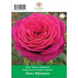 Роза Парпл Фрагранс чайно-гибридная ТУБА (БТ)