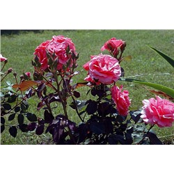 Роза Папилон флорибунда (Х)