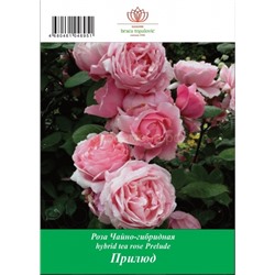 Роза Прилюд чайно-гибридная ТУБА (БТ)