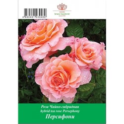 Роза Персифони чайно-гибридная ТУБА (БТ)