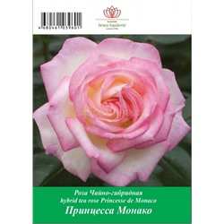 Роза Принцесса Монако чайно-гибридная ТУБА (БТ)