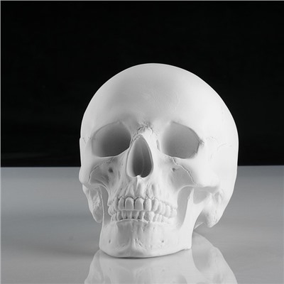 Гипсовая фигура череп анатомический, 14.5 х 22 х 16,5 см