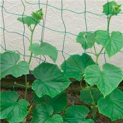 Шпалерная сетка для вьющихся растений фото