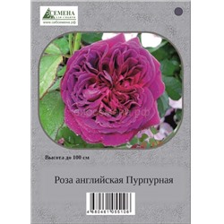 Роза Английская пурпурная (пакет) СдС