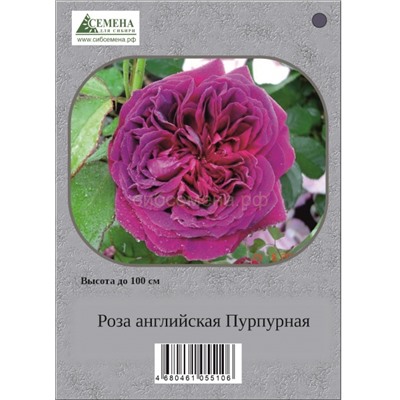 Роза Английская пурпурная (пакет) СдС