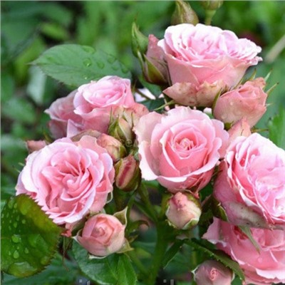 Роза Миниатюрная розовая (Х)