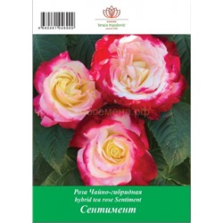 Роза Сентимент чайно-гибридная ТУБА (БТ)
