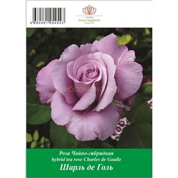 Роза Шарль де Голль чайно-гибридная ТУБА (БТ)