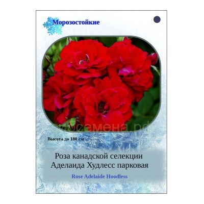 Роза канадская Аделаида Худлесс парковая СдС купить, отзывы, фото, доставка - SpAngarsk