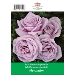 Роза Мунлайт чайно-гибридная ТУБА (БТ)